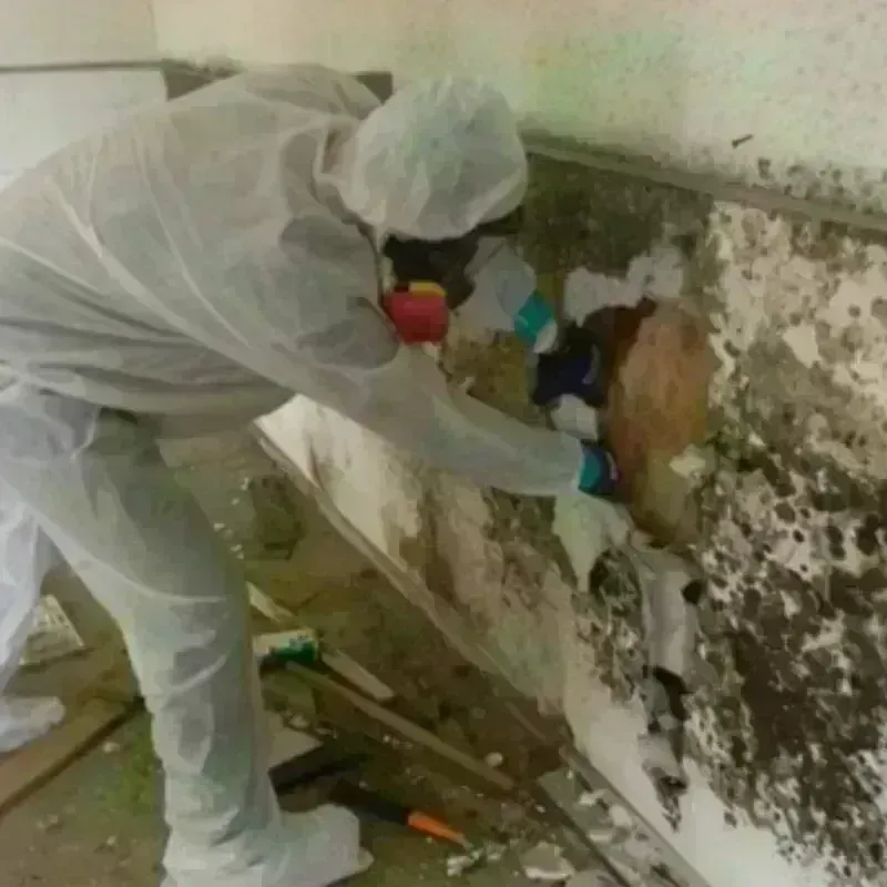 Mold Remediation and Removal in Okolona, MS